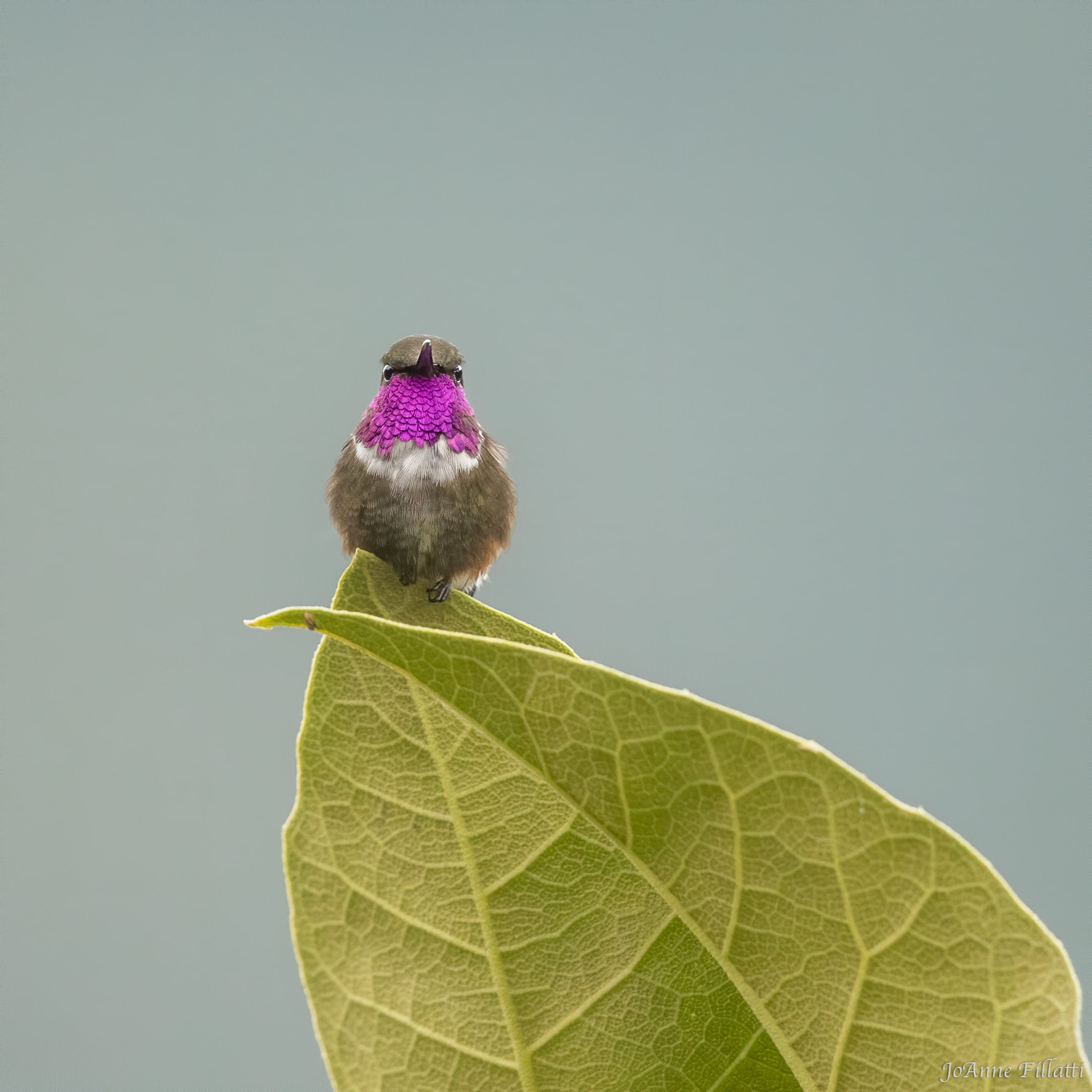 bird of ecuador image 31